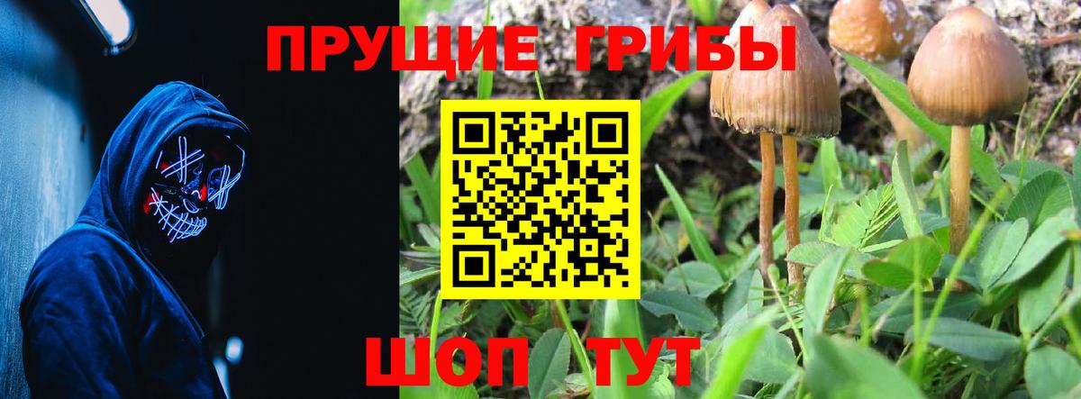 Псилоцибиновые грибы Psilocybe Кохма